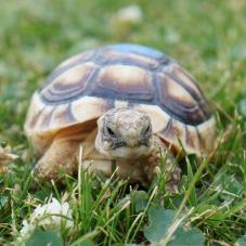 Marginated Tortoise (Testudo marginata)