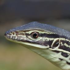 Argus Monitor (Varanus panoptes horni)