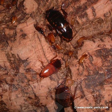 Turkistan Roaches