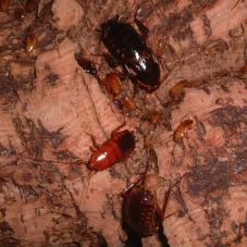 Turkistan Roaches (Blatta lateralis)