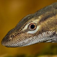 Freckled Monitor (Varanus tristis orientalis)