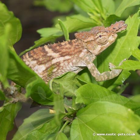 Taita Blade-Horned Chameleons