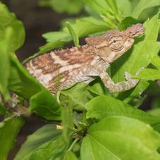 Taita Blade-Horned Chameleons (Kinyongia boehmei)