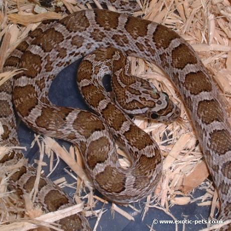 Great Plains Ratsnake