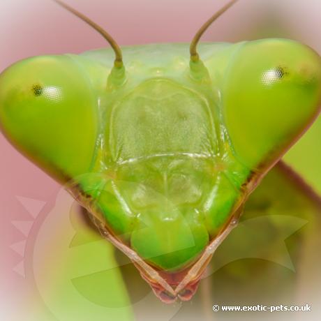 Giant Asian Mantis