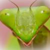 Giant Asian Praying Mantis - headshot photo