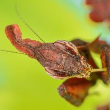 Ghost Praying Mantis (Phyllocrania paradoxa)