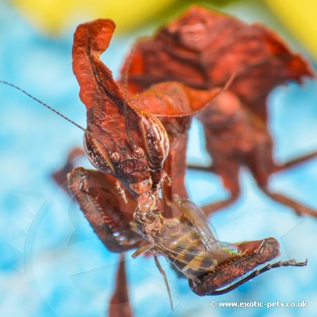 Ghost Mantis - feeding on a cricket