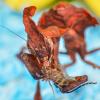Ghost Mantis - feeding on a cricket photo