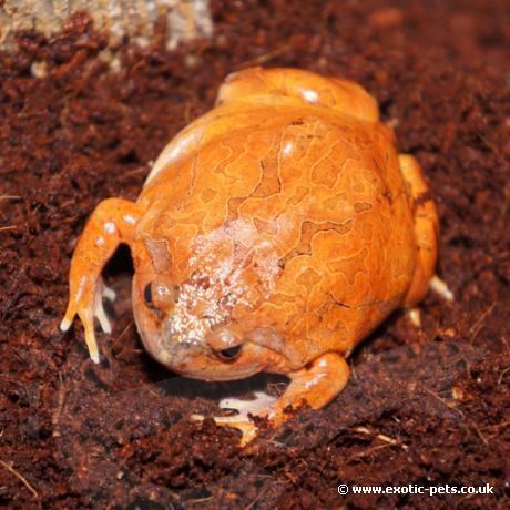 Burmese Chubby Frog