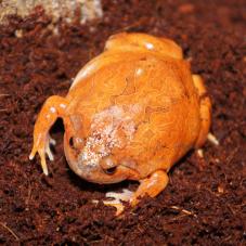 Burmese Chubby Frog (Glyphoglossus guttulata)