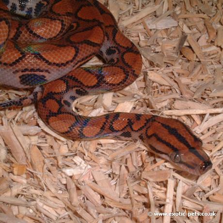 Brazilian Rainbow Boa