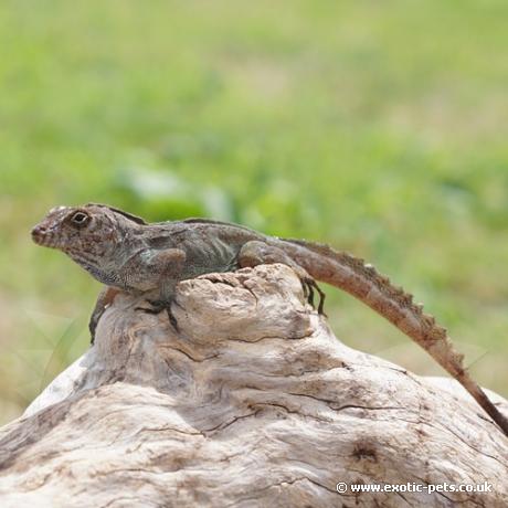 Crested Anole