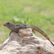 Crested Anole (Anolis cristatellus)