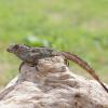 Crested Anole - Male photo
