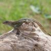 Crested Anole - Female photo