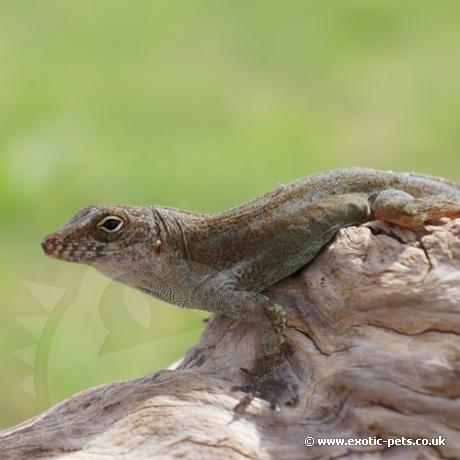 Crested Anole - close up