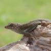 Crested Anole - close up photo