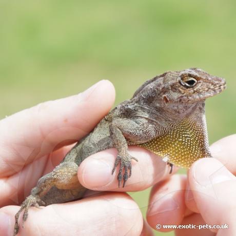 Crested Anole - Dewlap