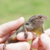 Crested Anole - Dewlap photo