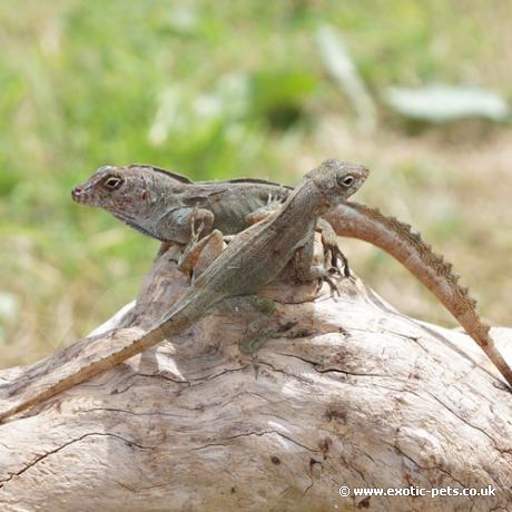 Crested Anole - Sexed pair