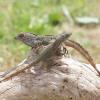 Crested Anole - Sexed pair photo
