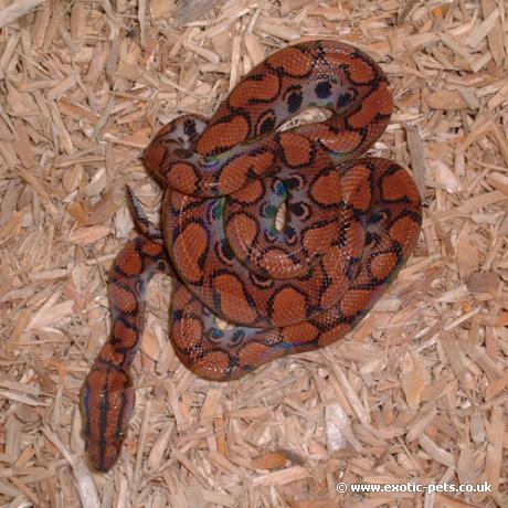 Brazilian Rainbow Boa patterning