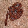 Brazilian Rainbow Boa patterning photo