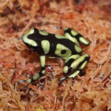 Green & Black Poison Dart Frogs (Dendrobates auratus)