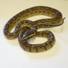 African Rock Python - CF babies photo