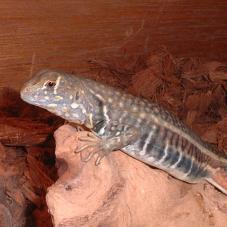 Butterfly Agama (Leiolepis belliana)