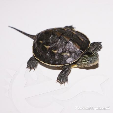 Chinese Striped Neck Turtle