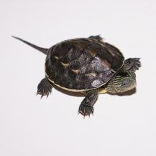 Chinese Striped Neck Turtle (Mauremys sinensis)