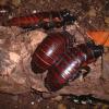 Group of Madagascan Hissing Cockroaches photo