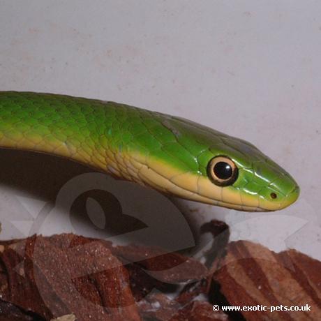 Rough Green Snake