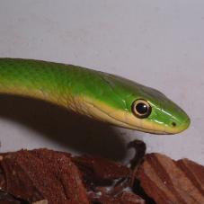 Rough Green Snake (Opheodrys aestivus)