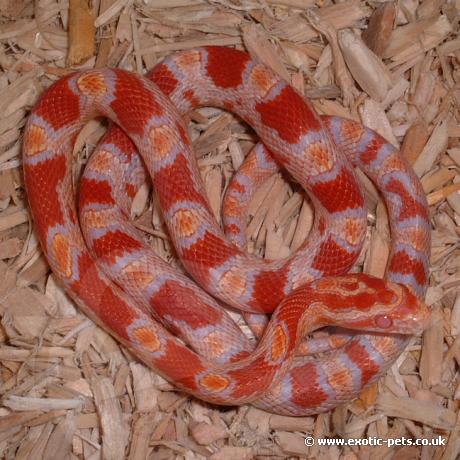 Albino Okeetee Corn Snake