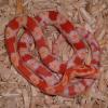 Albino Okeetee Corn Snake photo