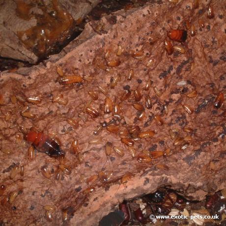 Hundreds of Turkistan Roaches