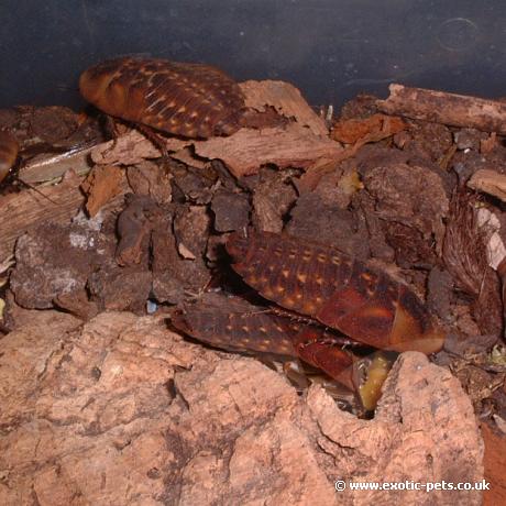 Group of False Deaths Head Cockroaches