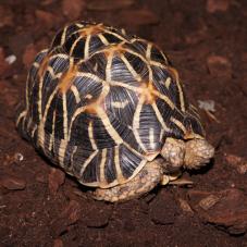 Indian Star Tortoise (Geochelone elegans)