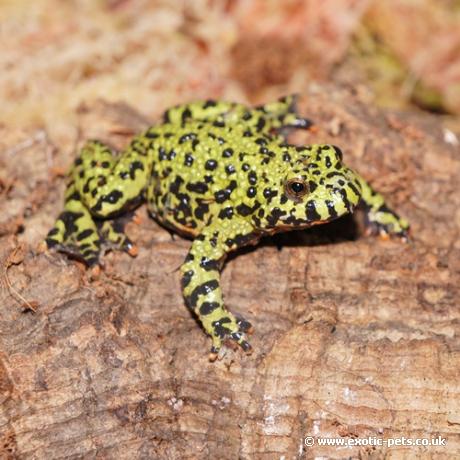 Fire Bellied Toad