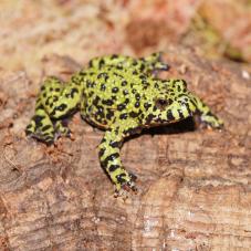 Fire Bellied Toad (Bombina orientalis)