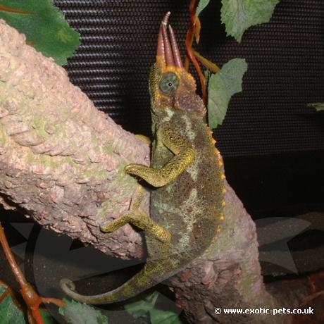Male Jacksons Chameleon