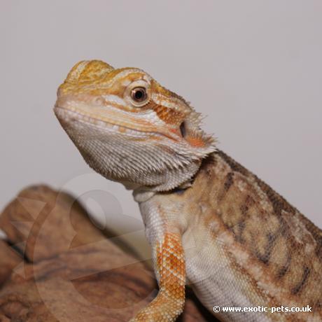 dragon bearded exotic pets vitticeps pogona dragons