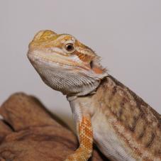 cheap lizards for sale online