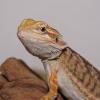 Bearded Dragon - Crawly Red Leatherback photo