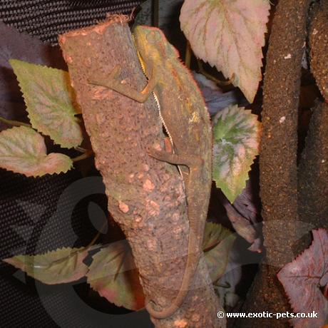 Male Montane Side Stripe Chameleon