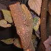 Male Montane Side Stripe Chameleon photo