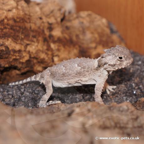 Desert Horned Lizard